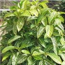 4 Cutting Rooted Nodes Tiger Plant Ellen Sanchezia Nobilis Zebra Plant