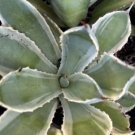Agave Kissho Kan Lucky Crown Century Plant Pups 4 - 5  Diameter Fresh Garden