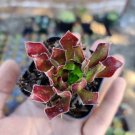 Aeonium Firecracker Succulent Plant Fresh Garden