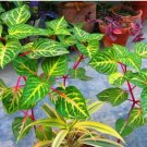 5 Cutting Rooted Nodes Iresine Diffusa Rare Live Plant