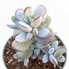 Aeonium Arboreum Cv. Succulent Plant Fresh Garden