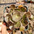 Aeonium Arboreum Var. Rubrolineatum Succulent Plant Fresh Garden