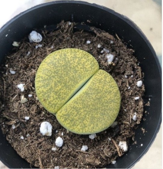 HanyingLithop Green Stone Faces Single Head Comes In A 2.5  Pot Fresh Garden