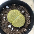 HanyingLithop Green Stone Faces Single Head Comes In A 2.5  Pot Fresh Garden
