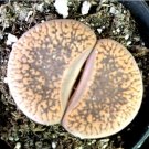 HanyingLithop Stone Faces Larger Single Head Comes In A 2.5 Pot Fresh Garden