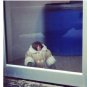 IKEA Monkey Pin