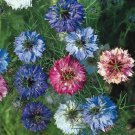 Seeds Fresh Crop Love In A Mist Mixed Colors Nigella Unique Pod Dried 100