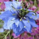 Seeds Fresh Crop Love In The Mist Blue Flower Seeds
