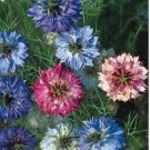 Seeds Fresh Crop Love In The Mist Miss Jekyll Double Mixed Flower Seeds