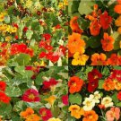 Seeds Fresh Crop Nasturtium Landscaper S Pack Dwarf Edible Flowers Bulk 100