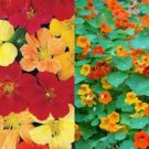 Seeds Fresh Crop Nasturtium Landscaper S Pack Tall Mixed Colors Edible Flowers 100