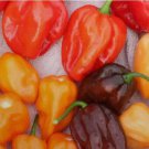 Seeds Fresh Crop Pepper Habanero Rainbow Flamethrower Mix 6 Varieties