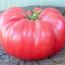 Seeds Fresh Crop Pink Brandyvine Tomato Seeds Large Solid Great Slicer 15 Per Pkt