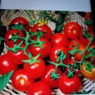 Seeds Fresh Crop Red Cherry Tomatoes Seeds 20 Seeds