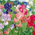 Seeds Fresh Crop Sweet Pea Early Multiflora Flower Mix Lathyrus Fragrant Vine 25