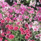 Seeds Fresh Crop Sweet William Dianthus Large Flowered Mix Fragrant Blooms 200