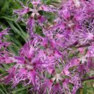 Seeds Fresh Crop Sweet William Dianthus Rainbow Loveliness Mix Fragrant 200