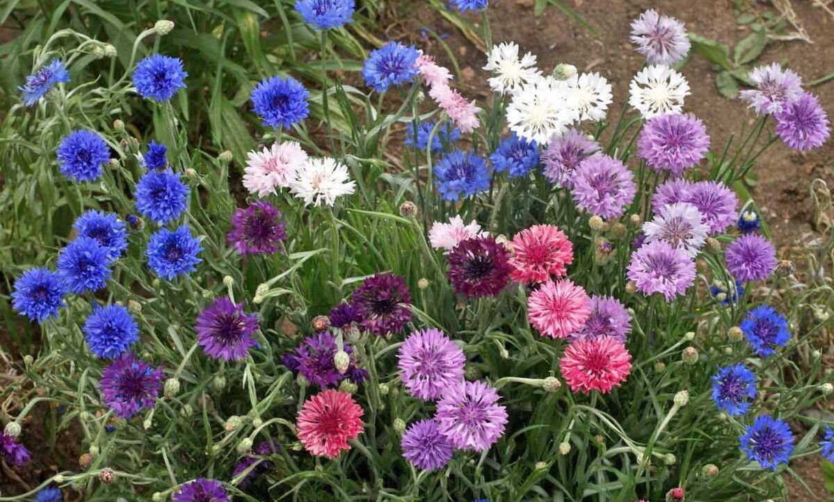 500 Bachelor Button Cornflower Seeds Polka Dot Mixed Seed
