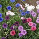 500 Bachelor Button Cornflower Seeds Polka Dot Mixed Seed