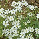1000 BABYS BREATH Flower Seeds Gypsophila Elegans Seed