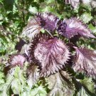 100 Purple Shiso Seeds Perilla frutescens var. crispa Seed 100 Purple Shiso Seeds Perilla frutescens var. crispa Seed