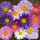 500 Aster Single Flower Seeds Sensation Mix Callistephus chinensis Seed 500 Aster Single Flower Seeds Sensation Mix Callistephus chinensis Seed