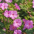 100 Pink Four OClock Flower Seeds Mirabilis jalapa Seed 100 Pink Four OClock Flower Seeds Mirabilis jalapa Seed