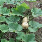 85 Waltham Butternut Winter Squash Seeds Heirloom Seed 85 Waltham Butternut Winter Squash Seeds Heirloom Seed