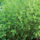500 Sweet Marjoram Heirloom Seeds Herb Heirloom Seed