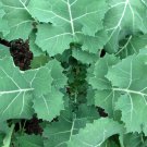 250 Premier Kale Seeds Heirloom Organic Fresh Seed