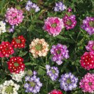 500 Verbena Ideal Florist Mix Flower Seeds Verbena Hybrida Seed 500 Verbena Ideal Florist Mix Flower Seeds Verbena Hybrida Seed