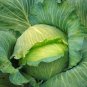 500 Late Flat Dutch Cabbage Seeds Heirloom Seed