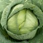 500 Late Flat Dutch Cabbage Seeds Heirloom Seed