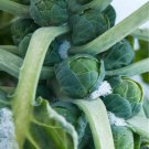 500 Brussels Sprouts Seeds Long Island Improved Seed 500 Brussels Sprouts Seeds Long Island Improved Seed