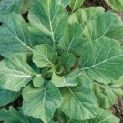 250 Champion Collard Seeds COLLARD Greens Fresh Seed 250 Champion Collard Seeds COLLARD Greens Fresh Seed
