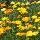 75 Calendula Pacific Beauty Mix Marigold Flower Seeds officinalis