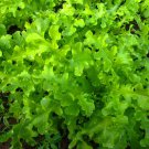 1oz Salad Bowl Leaf Lettuce Fresh Seeds Approx 20,000 Seed