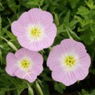 1000 Evening Primrose Pink Ladies Flower Seeds Oenothera Speciosa Seed 1000 Evening Primrose Pink Ladies Flower Seeds Oenothera Speciosa Seed