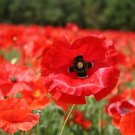 5000 Red Corn Poppy Flower Seeds Papaver rhoeas Great Pollinator Seed 5000 Red Corn Poppy Flower Seeds Papaver rhoeas Great Pollinator Seed