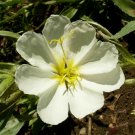 1000 White Evening Primrose Flower Seeds Oenothera pallida Seed 1000 White Evening Primrose Flower Seeds Oenothera pallida Seed