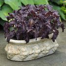 1500 Purple Ruffles Basil Seeds Garden Herb Fresh Seed 1500 Purple Ruffles Basil Seeds Garden Herb Fresh Seed