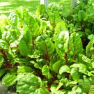 500 Swiss Chard Seeds Ruby Red Heirloom Fresh Seed