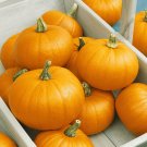 75 Pumpkin Seeds Sugar Pie Organic Heirloom Fresh Seed