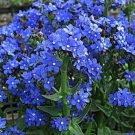 500 Blue Italian Alkanet Anchusa Capensis Flower Seeds Cape Forget-Me-Not