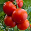 200 Floridade Heirloom Tomato Seeds Fresh Seeds 200 Floridade Heirloom Tomato Seeds Fresh Seeds