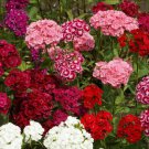 1000 Sweet William Flower Seeds Pinks Dianthus Mixed Colors 1000 Sweet William Flower Seeds Pinks Dianthus Mixed Colors