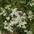 1000 Slender Mountain Mint Flower Seeds Pycnanthemum tenuifolium