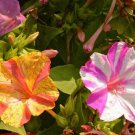 100 Broken Colors Four O’Clock Flower Seeds Mirabilis jalapa 100 Broken Colors Four O’Clock Flower Seeds Mirabilis jalapa