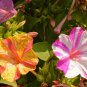 100 Broken Colors Four O’Clock Flower Seeds Mirabilis jalapa