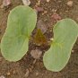 100 Broken Colors Four O’Clock Flower Seeds Mirabilis jalapa